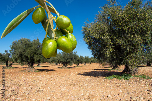 Olivar mediterraneo español con aceitunas photo