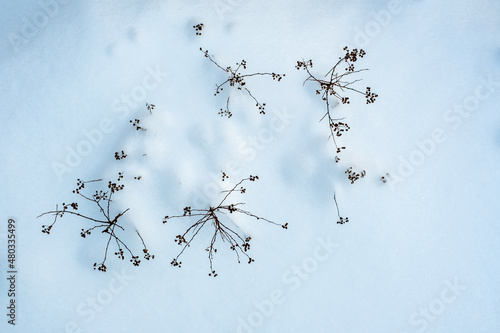 tree branches in snow in winter