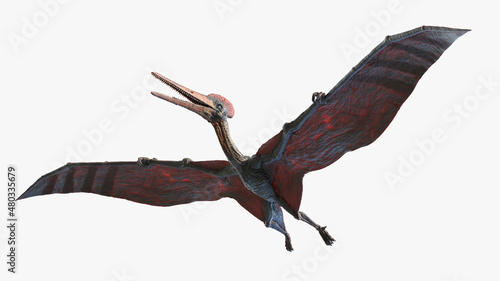3d rendered illustration of a Pterodactyl photo