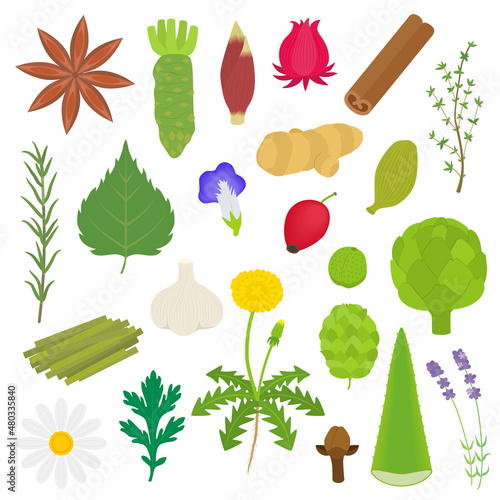 ハーブのイラストセット