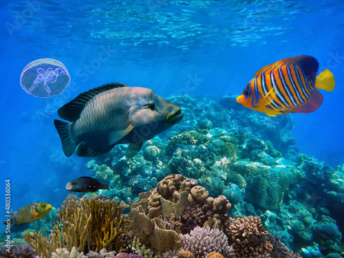 Picturesque underwater world with bright exotic fish and coral reefs