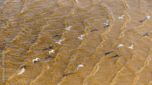 Seagulls fly over the surface of the sea with a sandy bottom near the shore on a sunny day, top view