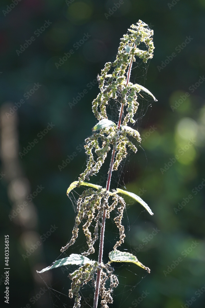 Pflanzen des Waldes