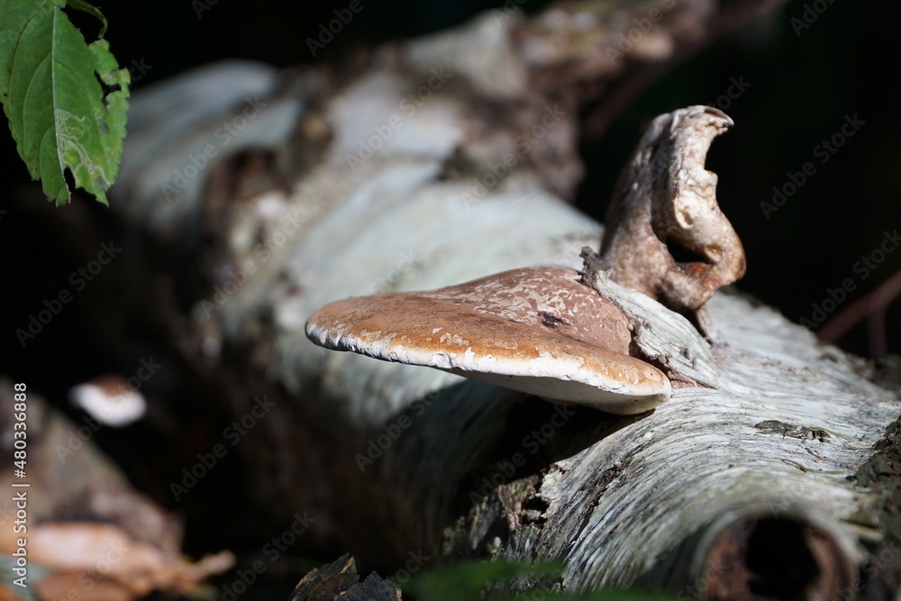 Baumpilz an totem Stamm
