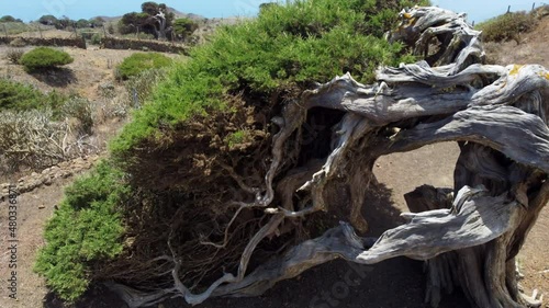 Old and dry tree bent down to the ground with white wood and sprouting greenery in the branches on a sunny day, island El Hierro, El sabinar  photo