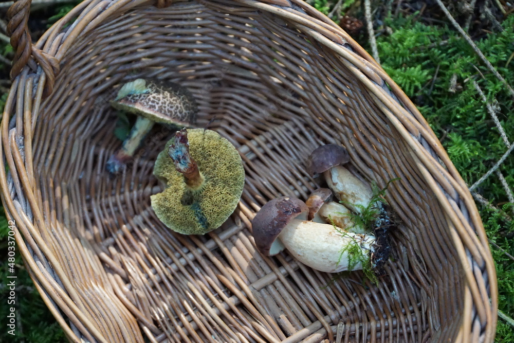 Pilze gesammelt im Korb