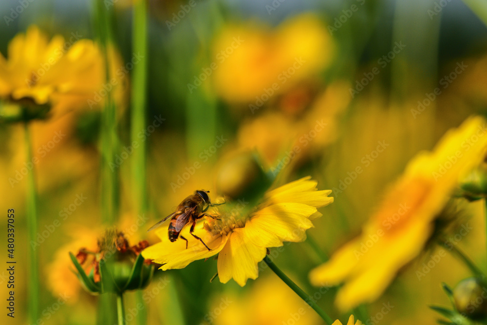 Insects inhabiting wild plants: Aphidophilae Insects inhabiting wild plants: Aphidophilae
