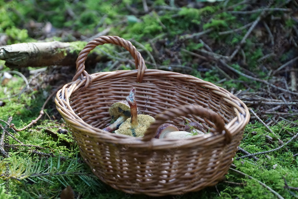 Pilze gesammelt im Korb