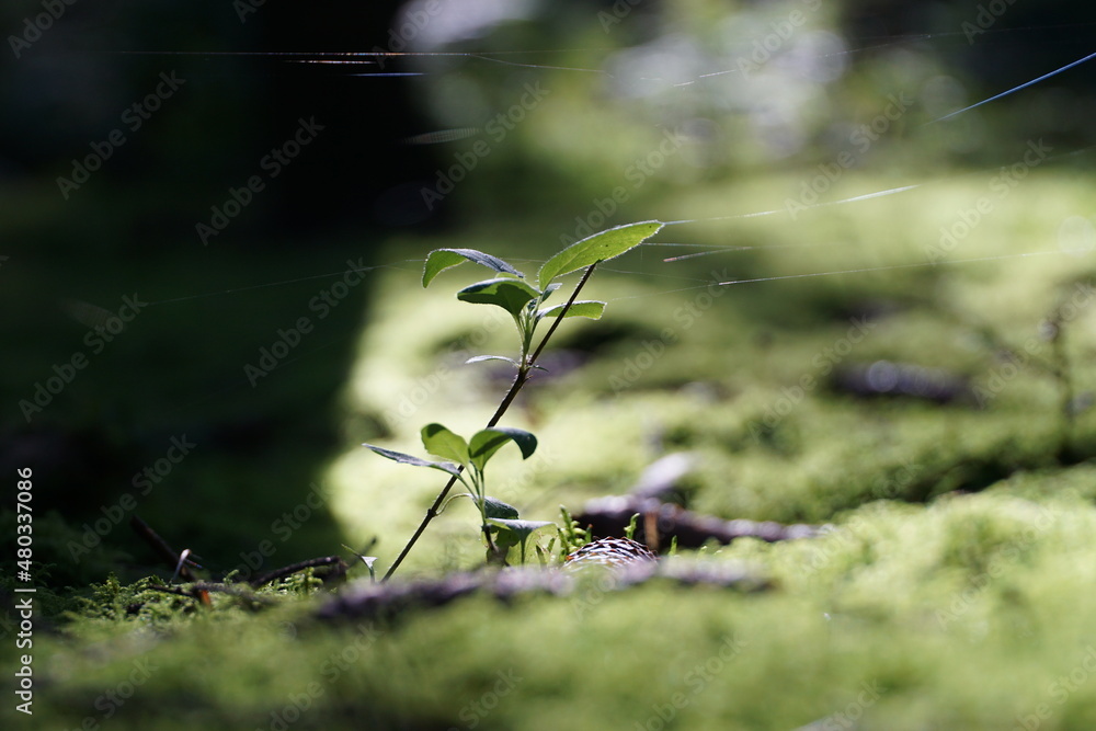 Pflanzen des Waldes