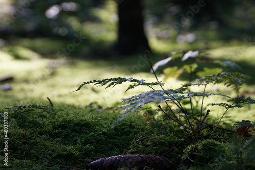 Obraz na płótnie Farn auf Waldboden w salonie