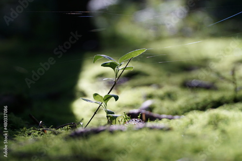 Pflanzen des Waldes