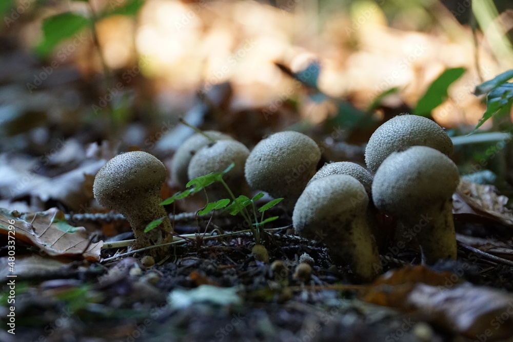 Pilze im Wald