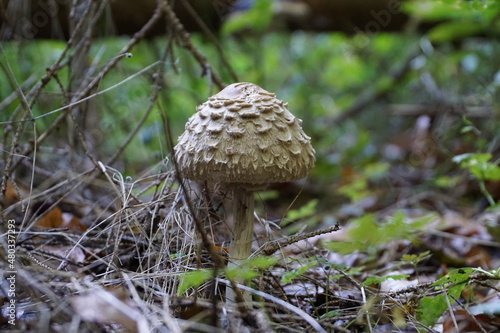 Obraz na płótnie Pilz im Wald w salonie