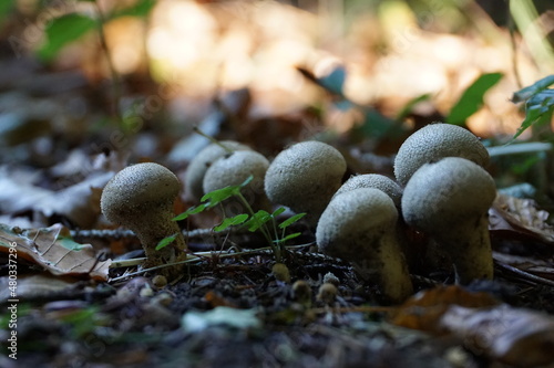 Obraz na płótnie Pilze im Wald w salonie