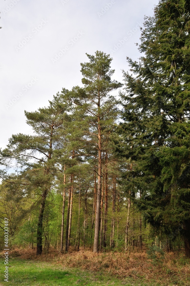 Fototapeta premium Communal forest of Saint-Pierre-Lès-Elbeuf