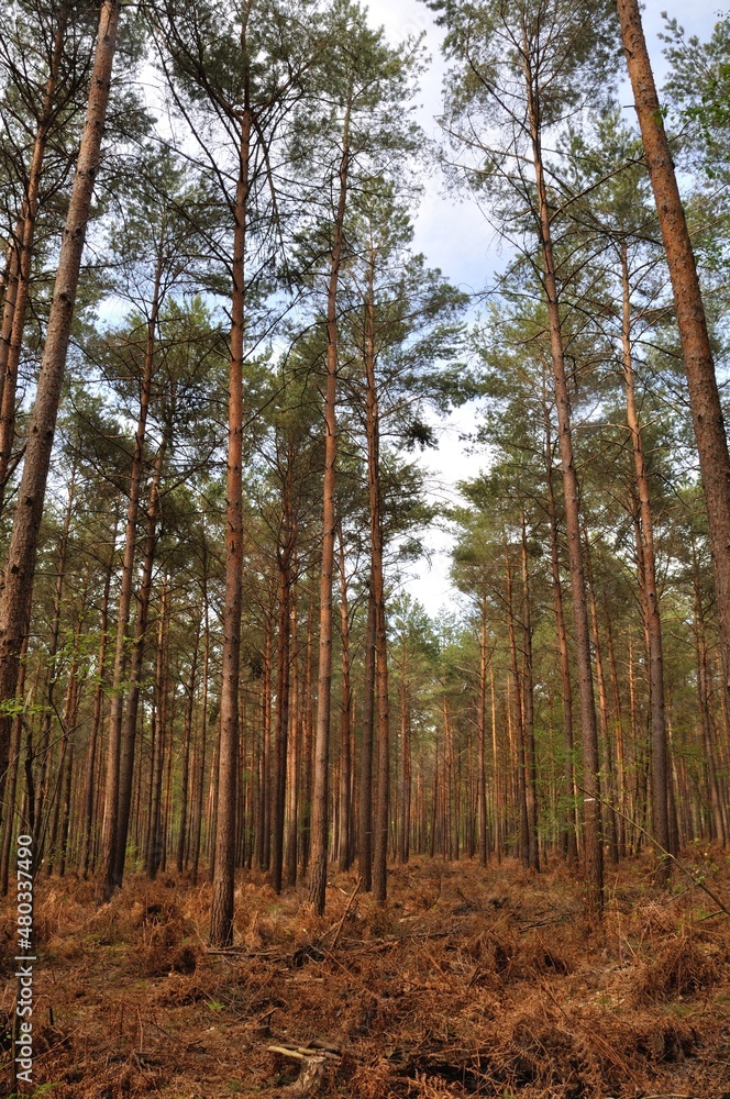 Obraz premium The Communal forest of Saint Pierre Les Elbeuf