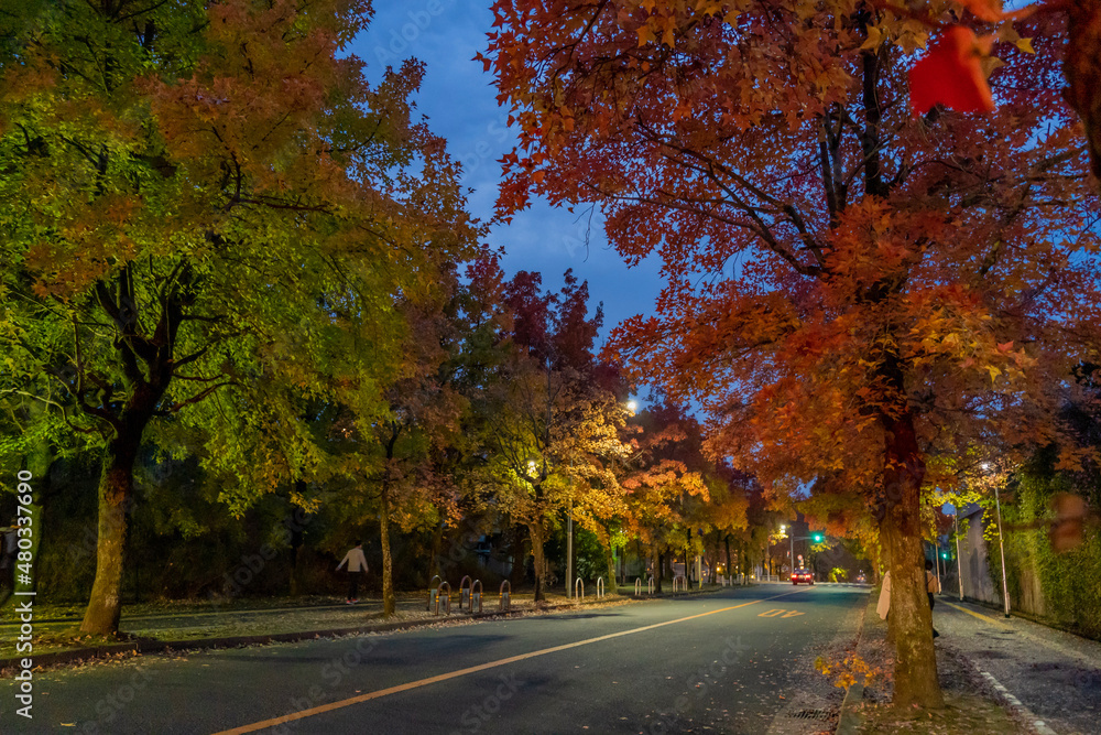 autumn in the park