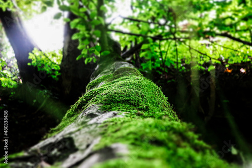 green forest in autumn