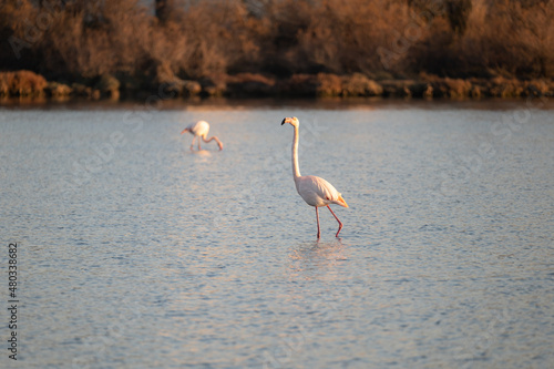 Fototapeta Naklejka Na Ścianę i Meble -  flamingo on the beach