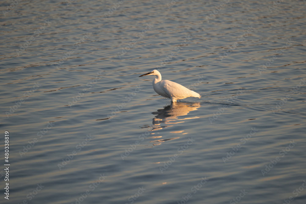 an egret in the colors of the setting sun an egret in the colors of the setting sun