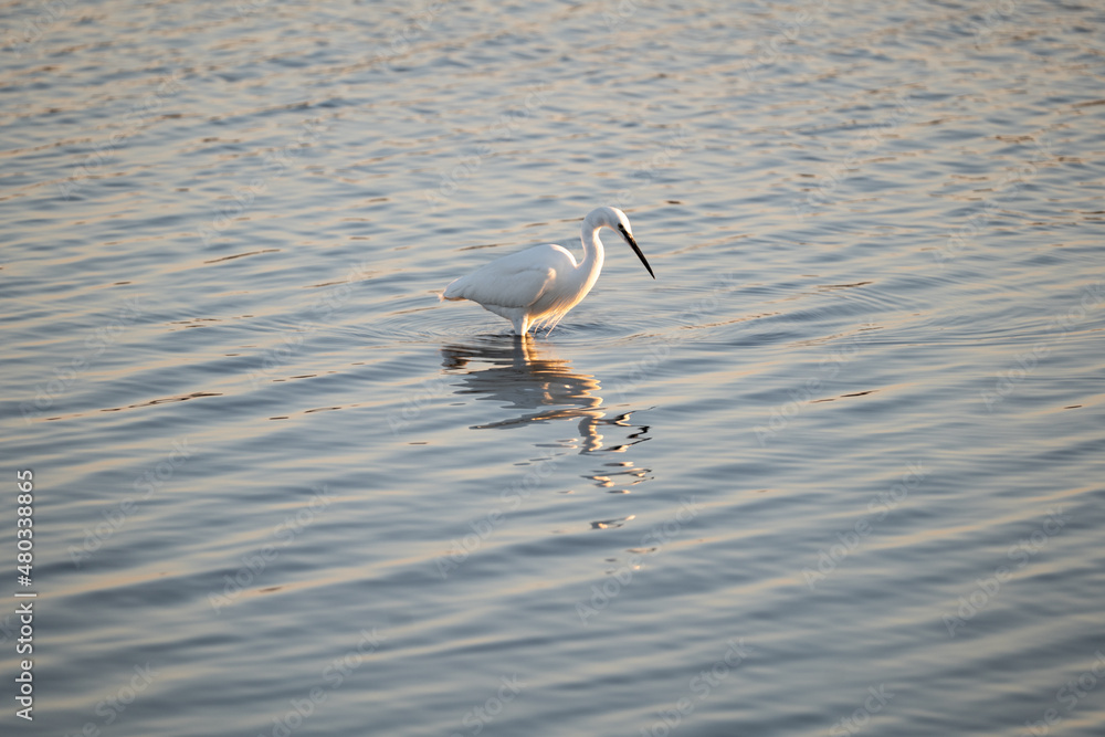 heron on the water heron on the water