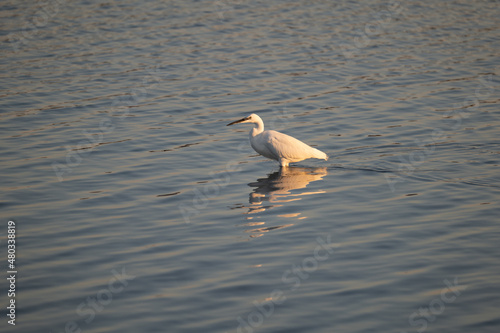 an egret in the colors of the setting sun