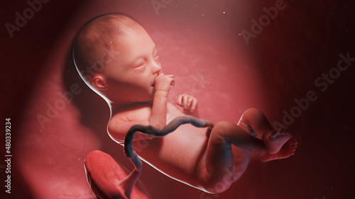 3d rendered illustration of a human fetus - week 25 photo