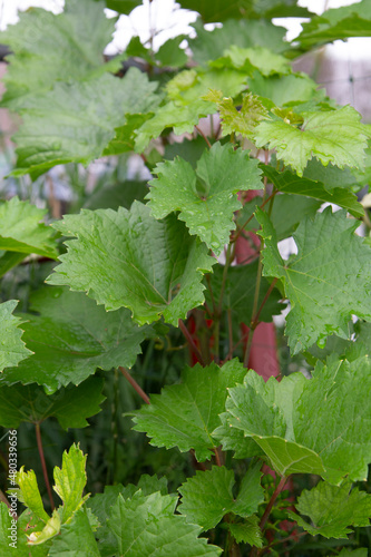 Green leaves of grapes with rain drops. Growing and caring for plants in the garden. Close-up.