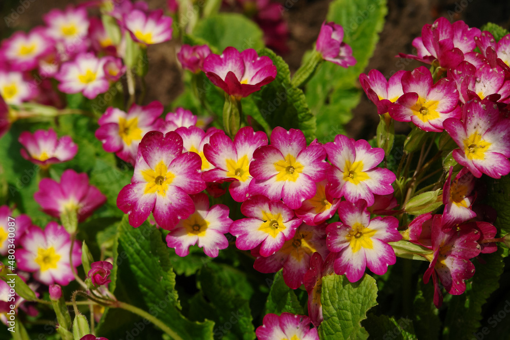 Polyanthus Primrose of the 'SuperNova Rose Bicolor' variety in the garden.  Pink and white primrose with yellow centers