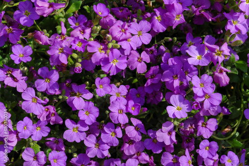 Purple flowers of Aubrieta deltoidea (Rock Cress, False Rockcress, Lilacbush, Rainbow Rockcress, Alyssum Deltoideum) in the garden, top view
