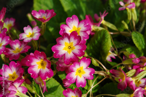 Pink primrose  Primula elatior  of the  SuperNova Rose Bicolor  variety in the garden on a sunny morning