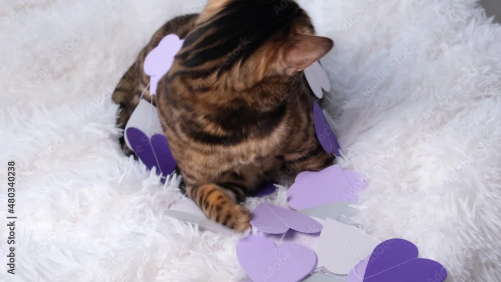 The cat plays with paper hearts. A beautiful animal on a white fluffy blanket plays with purple and white hearts. Congratulations on Valentine's Day. The cat plays with paper hearts. A beautiful animal on a white fluffy blanket plays with purple and white hearts. Congratulations on Valentine's Day.