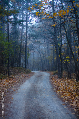 path in misty forest