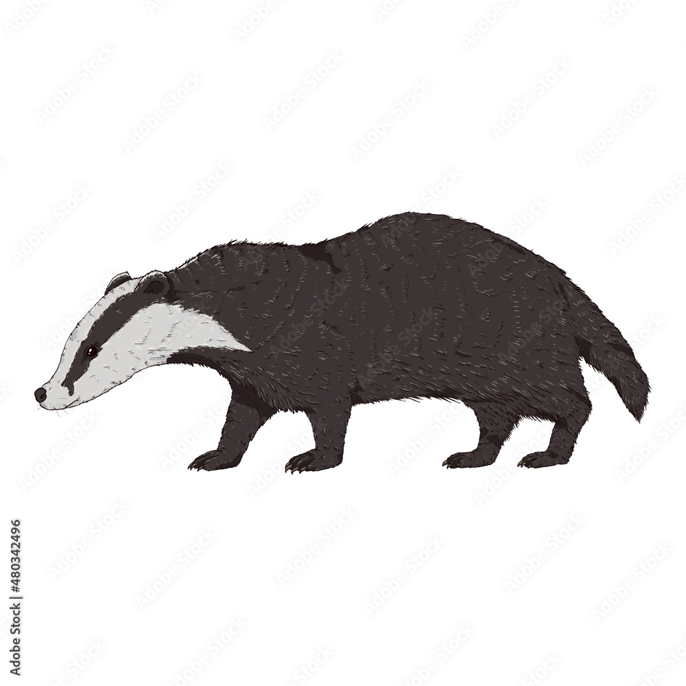 Badger Isolated Wild Animal. Cartoon Illustration on White Background Badger Isolated Wild Animal. Cartoon Illustration on White Background