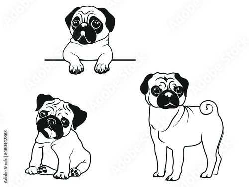 Set of sillhoutte pug. Collection of small purebred dogs. Vector drawing of a fur pet. Spying pug. Peeking dog. Service pet. Tattoo. photo