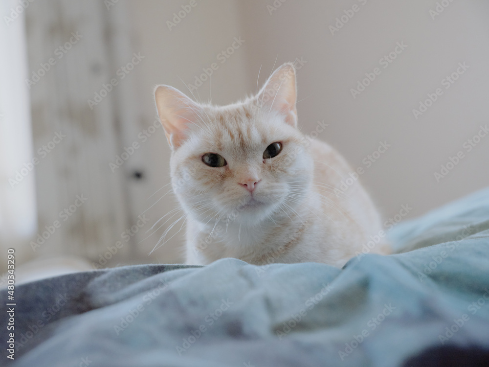 Obraz premium 布団の上の猫