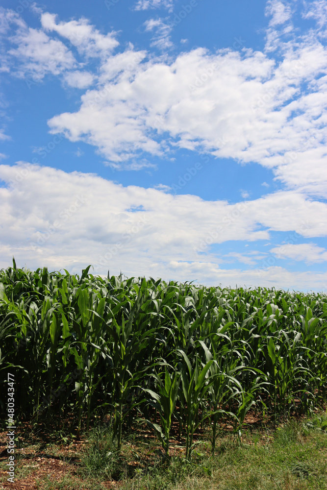 Green corn field on summer season against blue sky on a sunny day. Zea mays or corn cultivation Green corn field on summer season against blue sky on a sunny day. Zea mays or corn cultivation