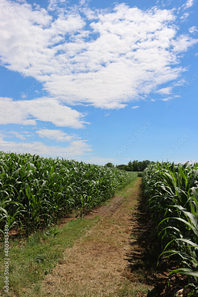  Green corn field on summer season against blue sky on a sunny day. Zea mays or corn cultivation