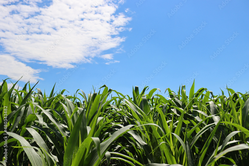 Fototapeta premium Green corn field on summer season against blue sky on a sunny day. Zea mays or corn cultivation