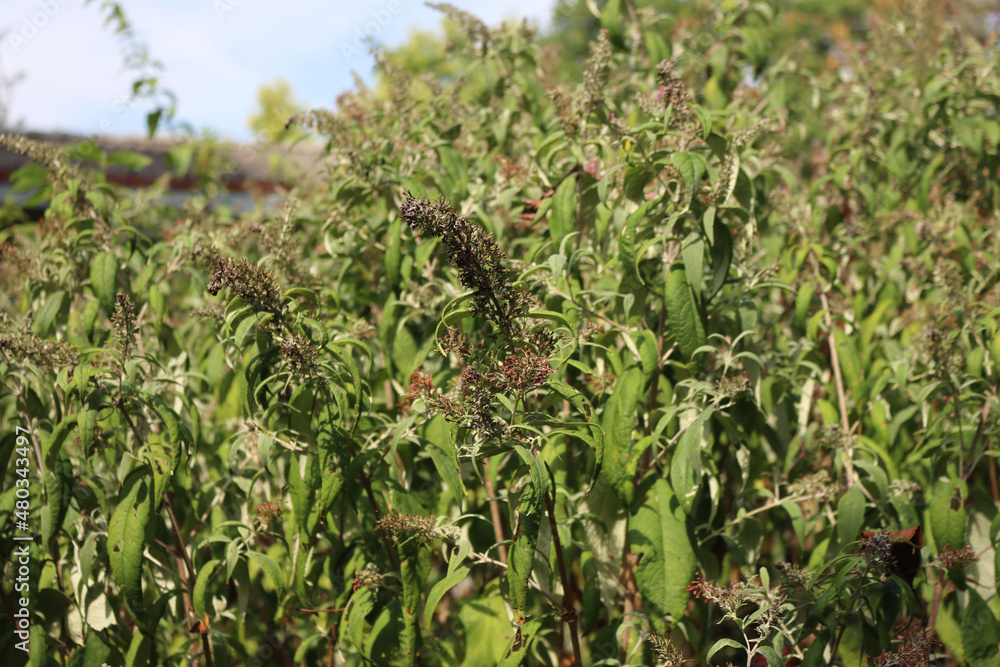 Buddleja davidii bush with flowers damaged by drought on summer. Also called Butterfly bush Buddleja davidii bush with flowers damaged by drought on summer. Also called Butterfly bush