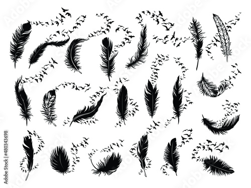 Set of feathers with birds flying away. Collection of stylized feathers with a flock of birds. Vector illustration isolated on white background. Tattoo.