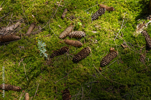 Bemooster Waldboden mit Kieferzapfen photo