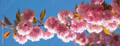Spring banner, blossom background. Sakura Festival. Cherry Blossom. Sakura spring flowers pattern. photo