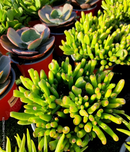 Cultivo de cactus tropicales