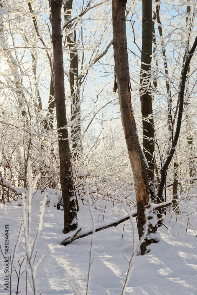 Fototapeta premium White frosty and snowy trees in sunny winter forest.