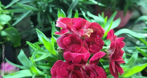 Pequeño geranio con flores moradas