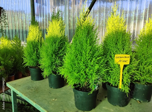 Abetos cultivados en un invernadero