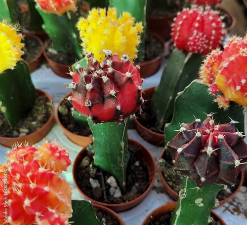 Pequeños cactus de colores