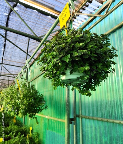 Plantas colgantes de invernadero