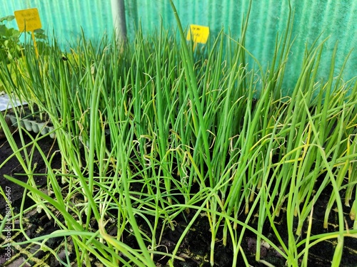 Cebollas cultivadas en un invernadero